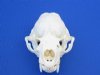 <font color=red>Grade A Wholesale</font> Otter Skulls for Sale, Beetle Cleaned - Pack of 2 @ $45.00 each; Pack of 6 @ $40.00 each