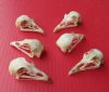 2-1/2 to 3 inches long Wholesale Pheasant Skull for Sale - Pack of 6 @ $15.00 each 