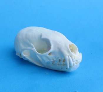 American Pine Marten Skulls <font color=red> Wholesale</font> 2-3/4 to 3-1/2 inches - 4 @ $24.00 each; 6 @ $21 each