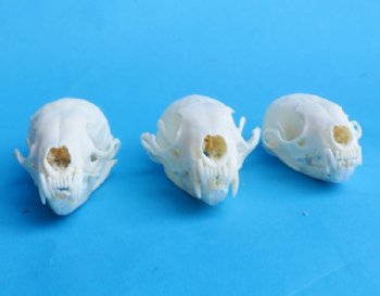 American Pine Marten Skulls <font color=red> Wholesale</font> 2-3/4 to 3-1/2 inches - 4 @ $24.00 each; 6 @ $21 each