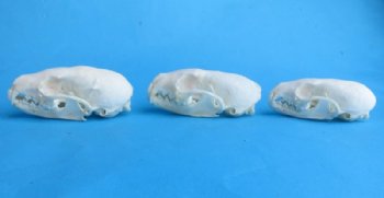 American Pine Marten Skulls <font color=red> Wholesale</font> 2-3/4 to 3-1/2 inches - 4 @ $24.00 each; 6 @ $21 each
