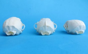 American Pine Marten Skulls <font color=red> Wholesale</font> 2-3/4 to 3-1/2 inches - 4 @ $24.00 each; 6 @ $21 each