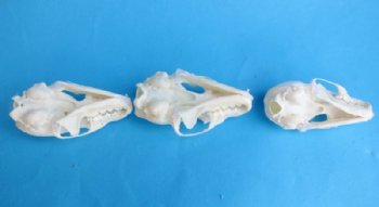 American Pine Marten Skulls <font color=red> Wholesale</font> 2-3/4 to 3-1/2 inches - 4 @ $24.00 each; 6 @ $21 each