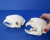 Wholesale African Porcupine Skull for Sale, Hystrix africaeaustralis, 5 inches to 6 inches - Pack of 2 @ $48.00 each