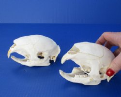 5 to 6 inches African Cape Crested Porcupine Skulls <font color=red> Wholesale</font> - Pack of 2 @ $45.00 each; Pack of 4 @ $40.00 each