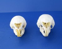 5 to 6 inches African Cape Crested Porcupine Skulls <font color=red> Wholesale</font> - Pack of 2 @ $45.00 each; Pack of 4 @ $40.00 each