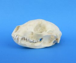 Raccoon Skulls  Who...