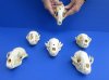 4 to 5 inches Number 2 Quality Wholesale Raccoon Skulls (all with some damage) - Pack of 6 @ $17.00 each