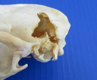 4 to 5 inches Grade B Raccoon Skulls <font color=red> Wholesale</font>(with damage) - 4 @ $23.00 each; 6 @ $20.50 each