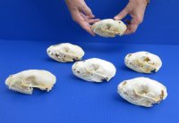 4 to 5 inches Grade B Raccoon Skulls <font color=red> Wholesale</font>(with damage) - 4 @ $23.00 each; 6 @ $20.50 each