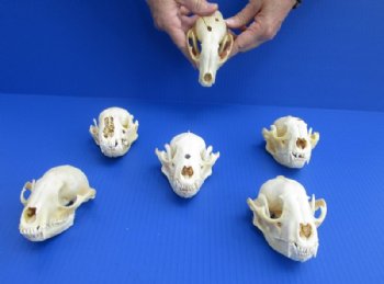 4 to 5 inches Grade B Raccoon Skulls <font color=red> Wholesale</font>(with damage) - 4 @ $23.00 each; 6 @ $20.50 each
