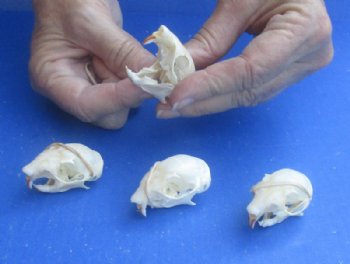 North American Red Squirrel Skull, 1-1/2" to 2" - $20.99 each