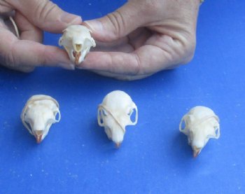 North American Red Squirrel Skull, 1-1/2" to 2" - $20.99 each