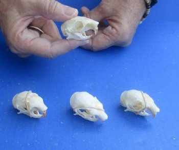 North American Red Squirrel Skull, 1-1/2" to 2" - $20.99 each