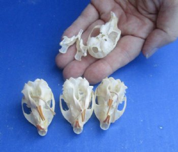 North American Red Squirrel Skull, 1-1/2" to 2" - $20.99 each