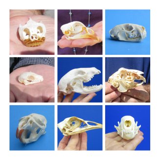 Small Animal Skulls, Claws - 1st Class Mail Shipping