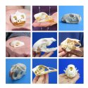 Small Animal Skulls, Claws - 1st Class Mail Shipping