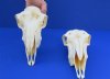 Indian Domesticated Sheep Skull for Sale  - Pack of 1 @ $69.99 each