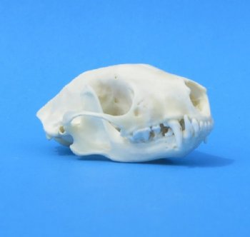 North American Skunk Skulls <font color=red> Wholesale</font>- 3 @ $32 each; 6 @ $29 each