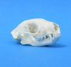 Wholesale Real Skunk Skull for Sale 2-3/4 to 3 inches long -  Pack of 6 @ $17.00 each