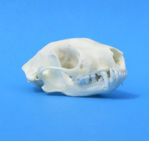 Skunk Skulls for Sale - Worldwide Wildlife Products