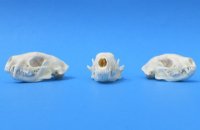 North American Skunk Skulls <font color=red> Wholesale</font>- 3 @ $32 each; 6 @ $29 each