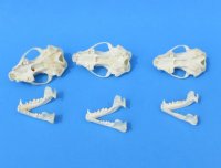 North American Skunk Skulls <font color=red> Wholesale</font>- 3 @ $32 each; 6 @ $29 each