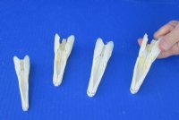 Spotted Gar Skulls <font color=red> Wholesale</font> 3-1/2 to 3-3/4 inches - 5 @ $26.00 each