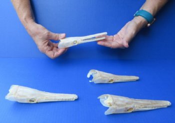 Spotted Gar Skull (Grade A) 6 inch - $80.99