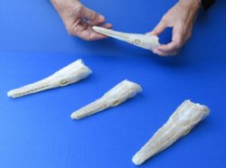 Spotted Gar Skulls (Grade A)<font color=red> Wholesale</font> (6 inch) - 4 @ $54 each