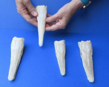 Spotted Gar Skull (Grade A) 6 inch - $80.99