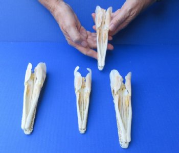 Spotted Gar Skull (Grade A) 6 inch - $80.99