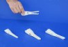 <font color=red>Wholesale</font> Spotted Gar Skulls for Sale, Garfish 3-1/2 to 3-3/4 inches - Pack of 5 @ $23.00 each