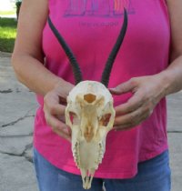 Female Springbok Skulls with Horns 4-1/2 to 7 inches long <font color=red> Wholesale</font> - 3 @ $42 each; 5 @ $37 each