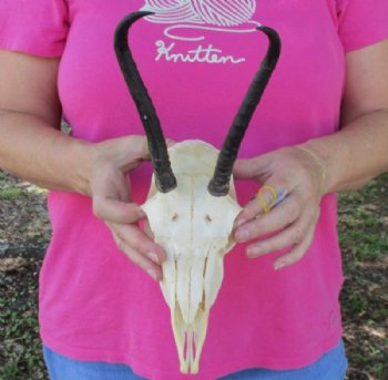 Female Springbok Skulls with Horns 4-1/2 to 7 inches long <font color=red> Wholesale</font> - 3 @ $42 each; 5 @ $37 each