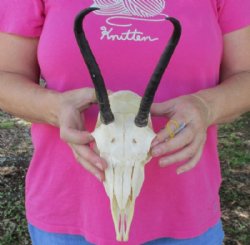 Female Springbok Skulls with Horns 4-1/2 to 7 inches long <font color=red> Wholesale</font> - 3 @ $42 each; 5 @ $37 each