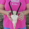 Wholesale Female Springbok Skulls with Horns 4-1/2 to 7 inches long - Pack of 3 @ $42.00 each; Pack of 5 @ $38.00 each