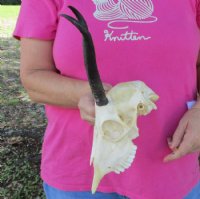 Female Springbok Skulls with Horns 4-1/2 to 7 inches long <font color=red> Wholesale</font> - 3 @ $42 each; 5 @ $37 each