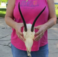 Female Springbok Skulls with Horns 4-1/2 to 7 inches long <font color=red> Wholesale</font> - 3 @ $42 each; 5 @ $37 each