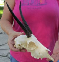 Female Springbok Skulls with Horns 4-1/2 to 7 inches long <font color=red> Wholesale</font> - 3 @ $42 each; 5 @ $37 each