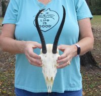 Female Springbok Skulls with Horns 4-1/2 to 7 inches long <font color=red> Wholesale</font> - 3 @ $42 each; 5 @ $37 each