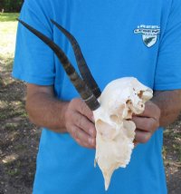 Female Springbok Skulls with Horns 4-1/2 to 7 inches long <font color=red> Wholesale</font> - 3 @ $42 each; 5 @ $37 each