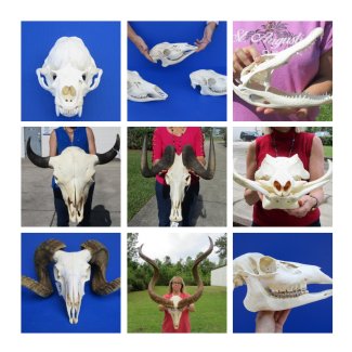 Animal Skulls Wholesale in Bulk, from Africa and North Amerca