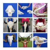 Animal Skulls Wholesale