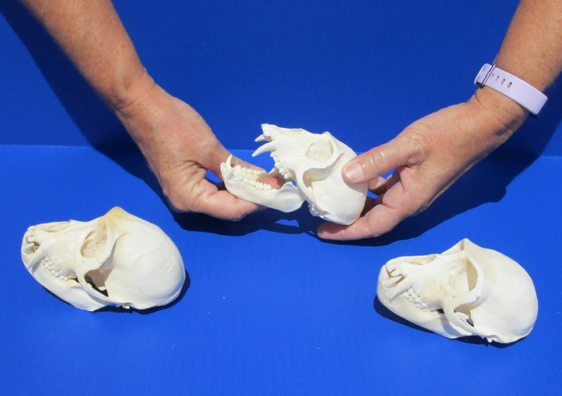 Grade A Quality Wholesale Large Male Monkey Skulls