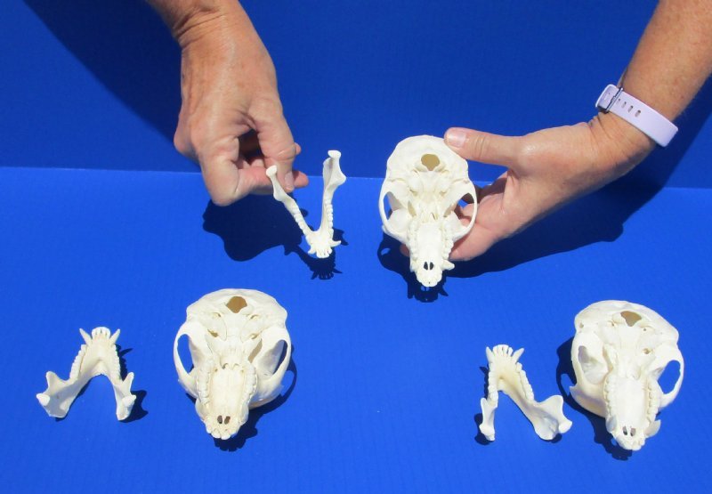 Grade A Quality Wholesale Large Male Monkey Skulls