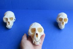 Male Vervet Monkey Skulls <font color=red> Wholesale</font> 4 to 4-1/2 inches - $164.99