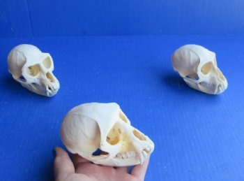 Male Vervet Monkey Skulls <font color=red> Wholesale</font> 4 to 4-1/2 inches - $164.99