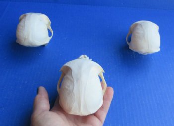 Male Vervet Monkey Skulls <font color=red> Wholesale</font> 4 to 4-1/2 inches - $164.99