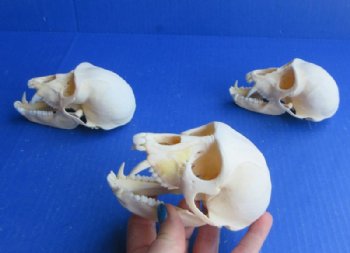 Male Vervet Monkey Skulls <font color=red> Wholesale</font> 4 to 4-1/2 inches - $164.99